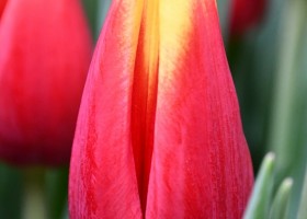 Tulipa Hennie vander Most ® (4)